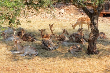 Door stickers Roe Roe deer in Askos Stone Park. Volimes, Zakynthos or Zante island, Ionian Sea, Greece.