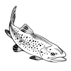 Trout hand drawn seafood black and white illustration.Vector illustratin can be used for creating logo, emblem, prints, menu, web and other crafts