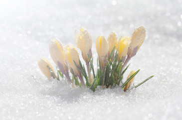 Crocuses yellow grow in the spring garden under the sun. Beautiful primroses with dew drops blossom outdoors on snow, a template for a greeting card.