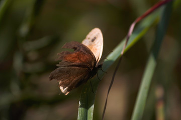Meadow Brown Butterfly (maniola jurtina) Perched On Blade Of Grass