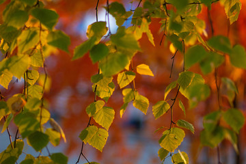 autumn leaves
