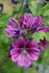 Obraz premium Schönheit, Schöpfung