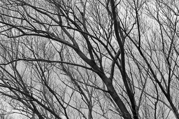 Branches of dried trees