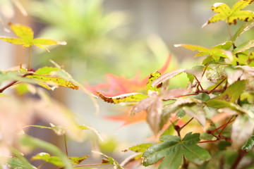 緑から赤に色がかわってきているもみじの葉