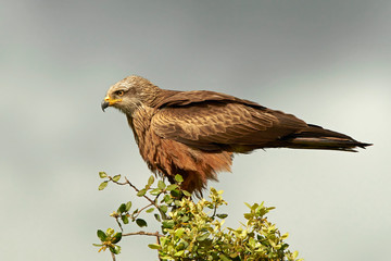 Black kite (Milvus migrans)