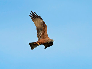Black kite (Milvus migrans)