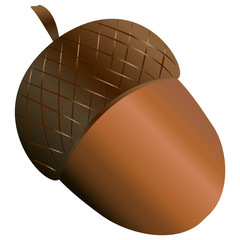 acorn oak autumn © Katja