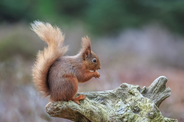 Cute red squirrel perched in forest