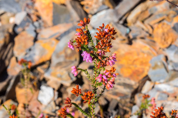 Heather plant in flower in autumn