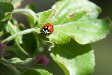 Fototapeta premium ladybug on a leaf in the garden