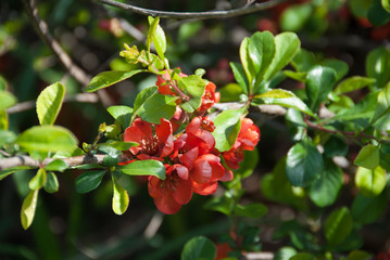 Flowers in the garden