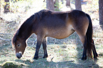 Pferd