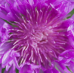 closeup of pink flower