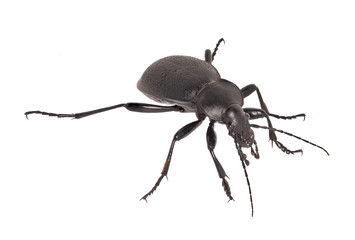 Closeup of black ground beetle, isolated on white background