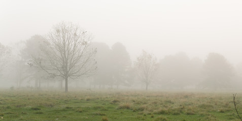 foggy morning on the farm