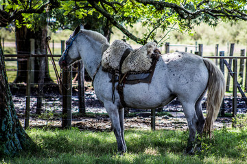 caballo de campo