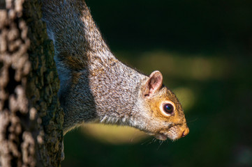 Close up of an adorable grey squirrel while descending on the trunk of a tree.