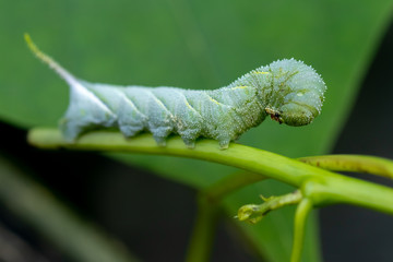 Green worm walking on a tree in the garden.
