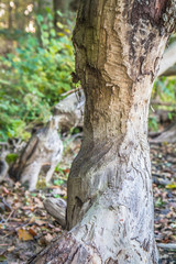 Trees damaged by beavers