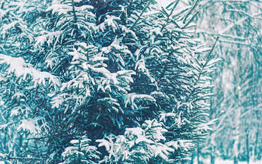 Winter landscape with snowy fir tree in in forest. frozen cold weather. Winter season. template for design