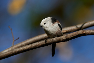 Long-tailed tit (Aegithalos caudatus)