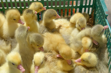 Many little yellow ducklings are thronging in green plastic box.