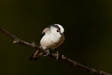 Long-tailed tit (Aegithalos caudatus)