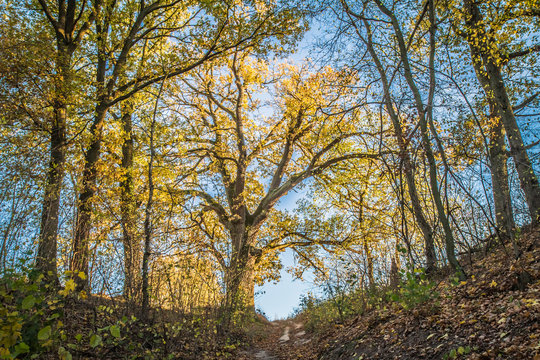 Oak trees in a forest in autumn