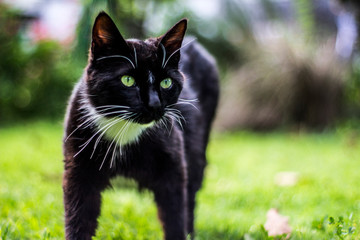 Gato con ojos verdes