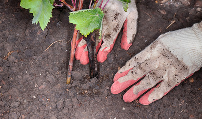 Woman gardener's hands planting of a cultivar grapevine in the autumn garden