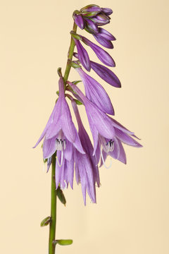 Lilac hosta inflorescence on a beige color background.