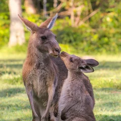 Wall murals Kangaroo Young kangaroo  kisses mother. Two wallaby in Australia. This is love