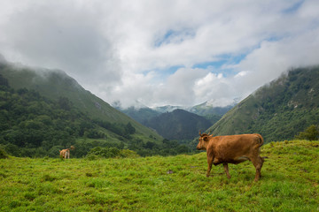 Fototapeta na wymiar farm cows