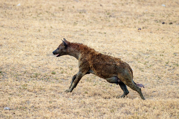 Ngorongoro