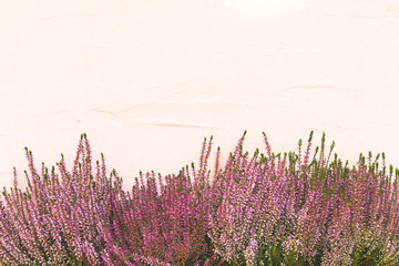 Backround with colofrul violet heather in front of a pink wall, Background with violet calluna vulgaris