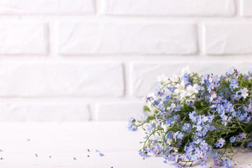Bunch from fresh blue forget-me-nots or myosotis flowers against  white brick wall.