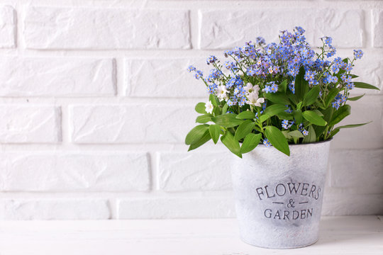 Fresh blue forget-me-nots or myosotis flowers   in grey bucket