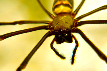 SPIDER