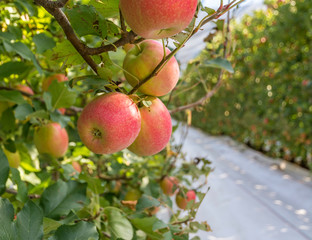 White reflective ground cover on the grass alleys between rows of Braeburn variety apple trees. orchard of South Tyrol in northern Italy