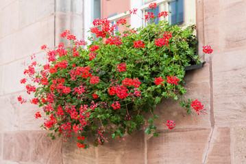Fototapeta na wymiar Pink geranium pot. Traditional german garden flowers