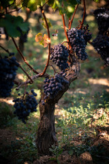 Naklejka na ściany i meble Close up on red black grapes in a vineyard, grape harvest concept