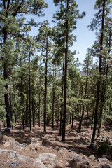 На острове Тенерифе/On the island of Tenerife