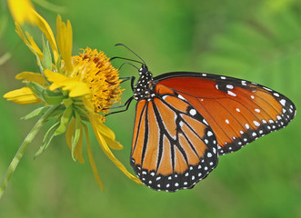 Obraz premium Butterfly on Yellow Flower