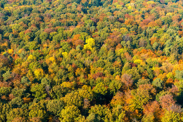 Mischwald in Herbstfärbung