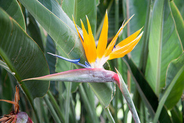 Obraz premium На острове Тенерифе/On the island of Tenerife