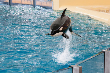 На острове Тенерифе/On the island of Tenerife