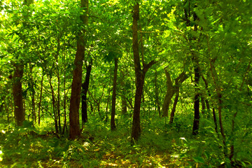 Fototapeta na wymiar FOREST GREEN