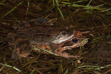 Rana dalmatina grenouille agile amplexus reproduction temporary ponds