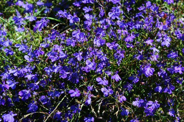 Blue Trailing Lobelia Sapphire flowers. Its Latin name is Lobelia Erinus Sapphire. Also called Edging Lobelia, Garden Lobelia