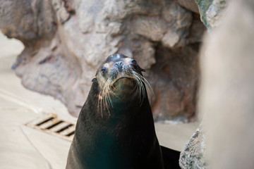 На острове Тенерифе/On the island of Tenerife